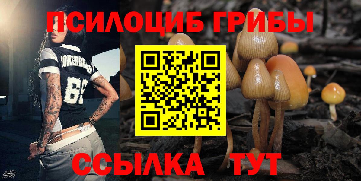 как найти   Вход с VPN  Курчалой  Псилоцибиновые грибы мухоморы  Псилоцибиновые грибы GOLDEN TEACHER 
